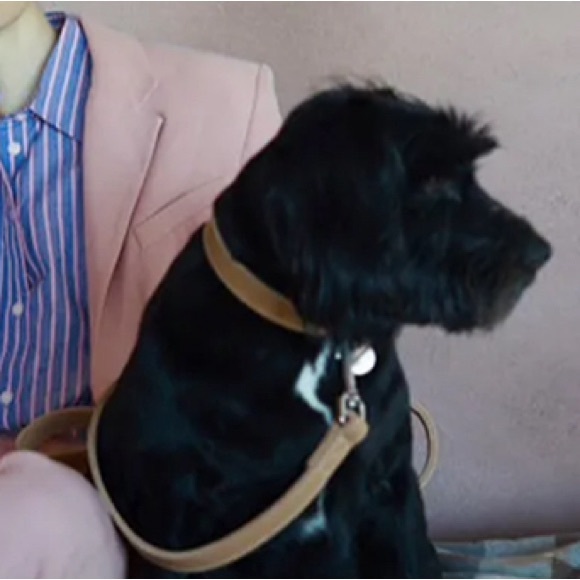 Zara Home Small Dog / Cat Leather Collar & Leash Set - Picture 3 of 7